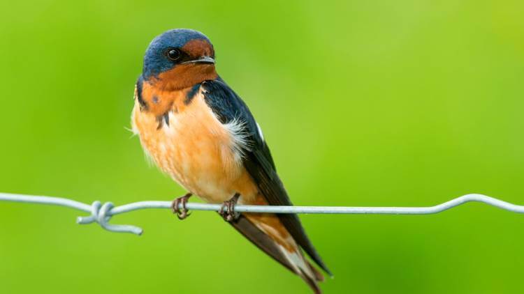 barn swallow sitting on wire fence