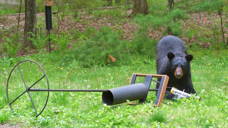 bear at downed bird feeder