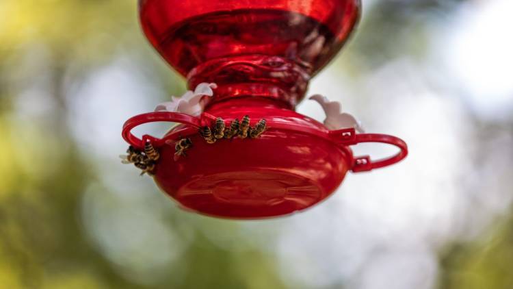 bees on hummingbird feeder