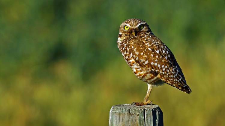 burrowing owl standing on post