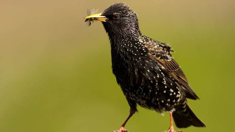 european starling eating insect