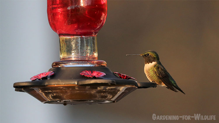 hummingbird feeder placement feature