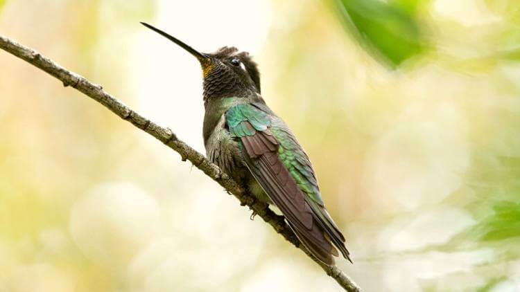 hummingbird resting on branch