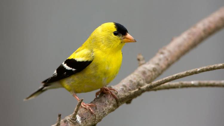 male american goldfinch