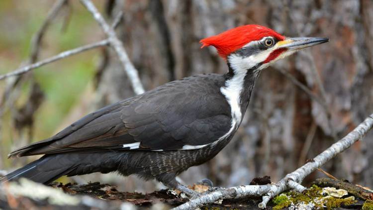 pileated woodpecker in the woods