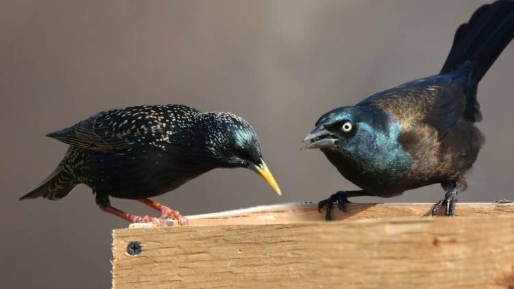 starling and grackle fighting