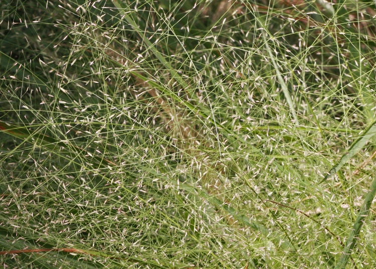 Eragrostis elliotii