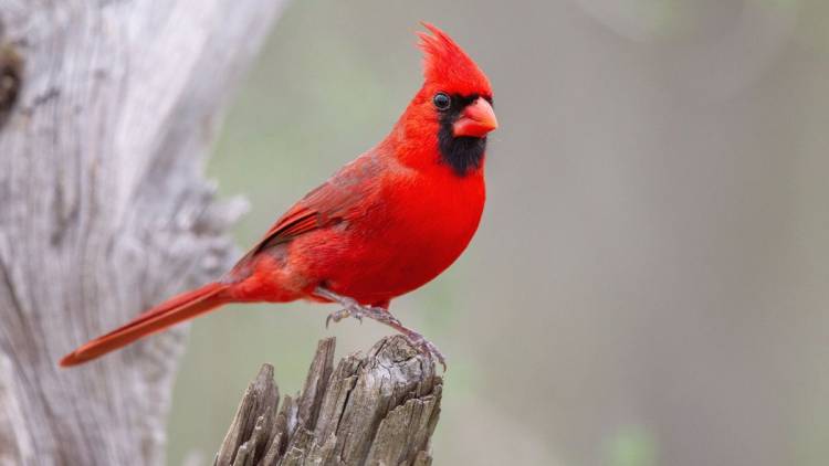 Northern Cardinal - first of the common birds of Arkansas