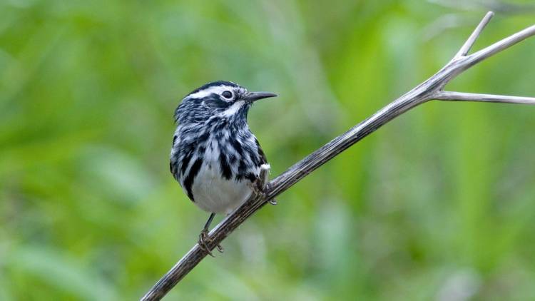 black-and-white warbler on branch