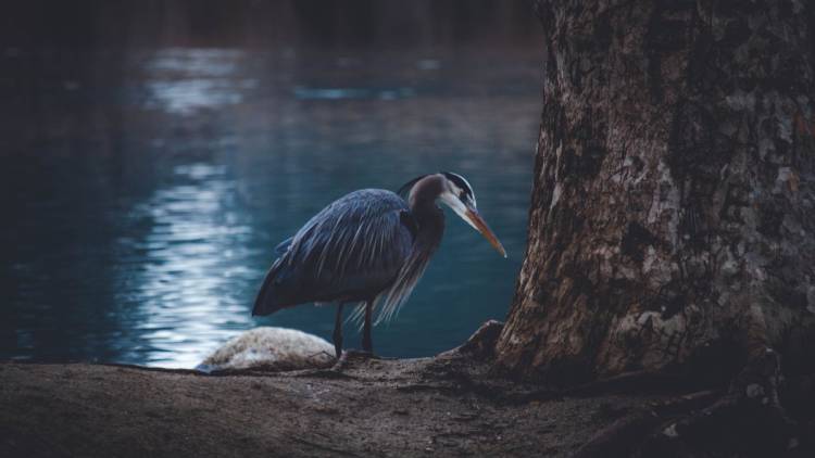 great blue heron near a pond