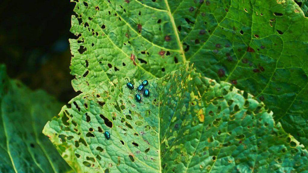 green flea beetles eating plant leaves