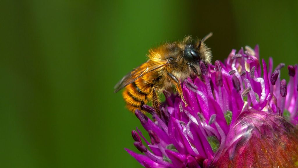 male red mason bee