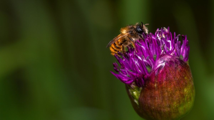 male red mason bee on flower