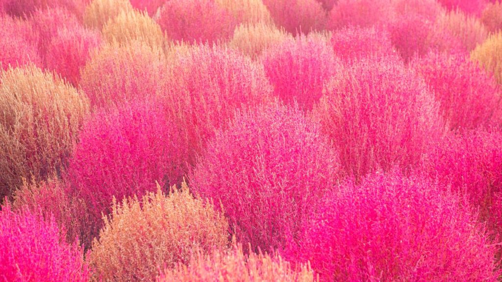 pink muhly southeast native grass