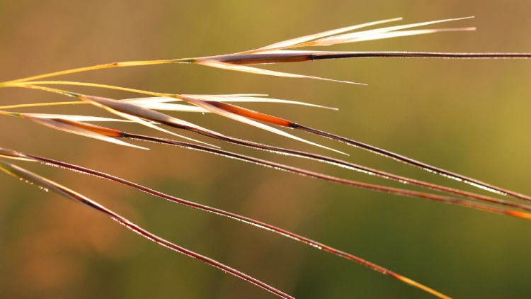 Porcupine grass