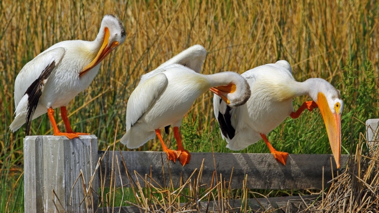 American White Pelican