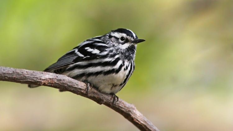 Black-and-white Warbler in California