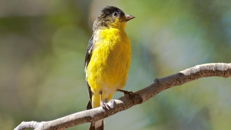 Lesser Goldfinch in California