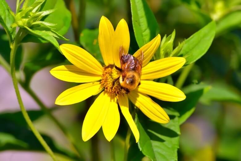 Maryland Golden-Aster (Chrysopsis mariana)