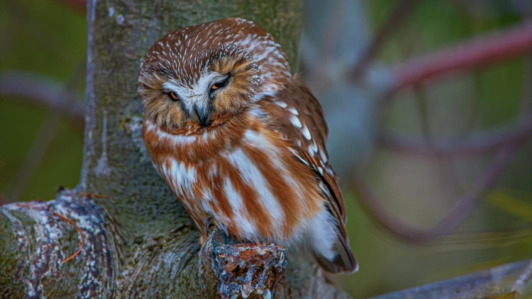Northern saw-whet Owl
