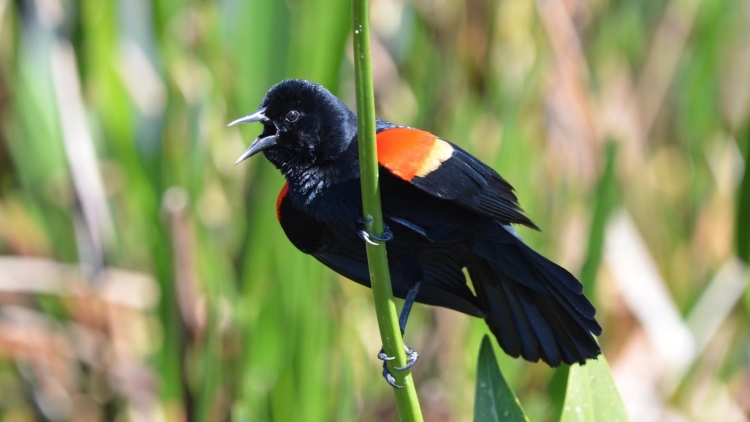 Red-winged Blackbird in California