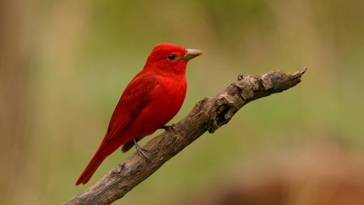 Summer Tanager in California