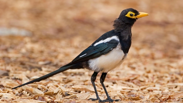 Yellow-billed Magpie in California