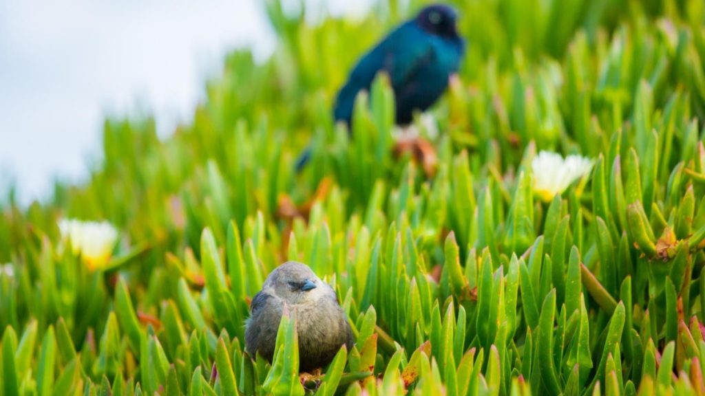 california birds on succulent
