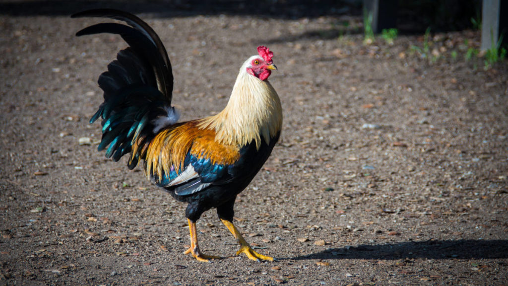 how long do roosters live?