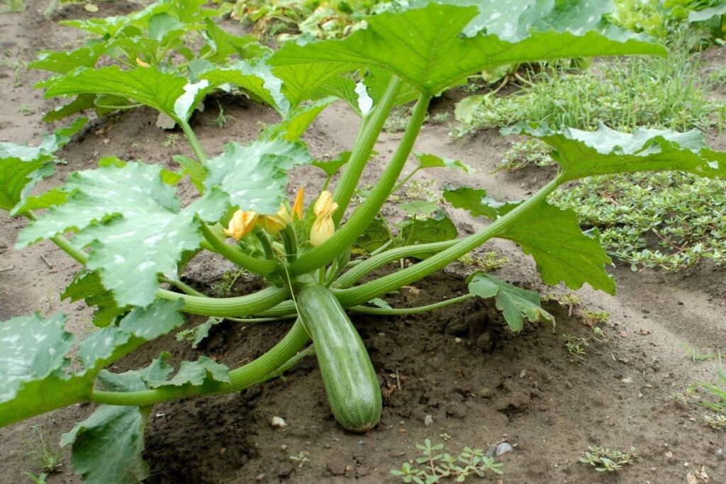 Zucchini plant