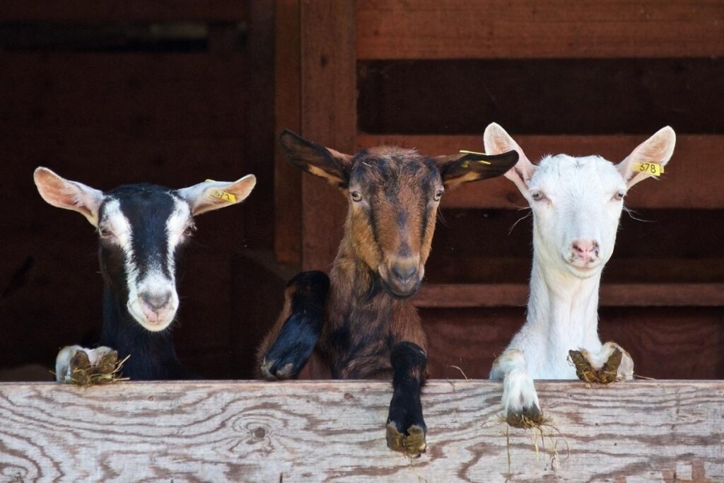 goats in barn