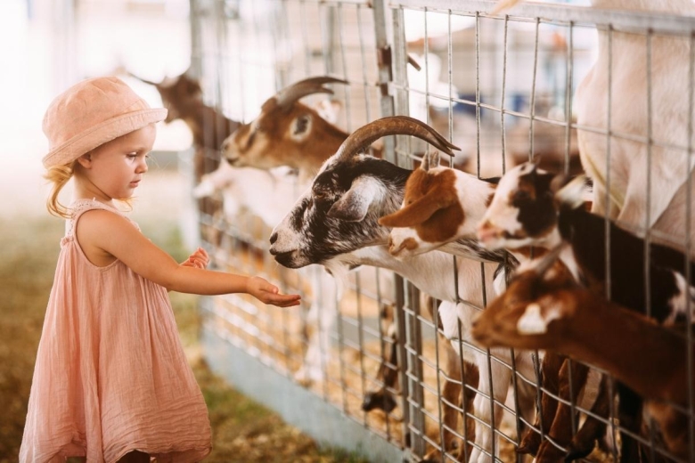 little girl feeding goats