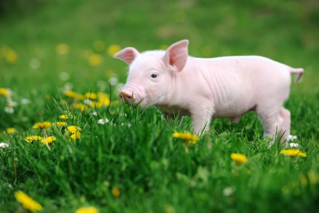 little pig in grass