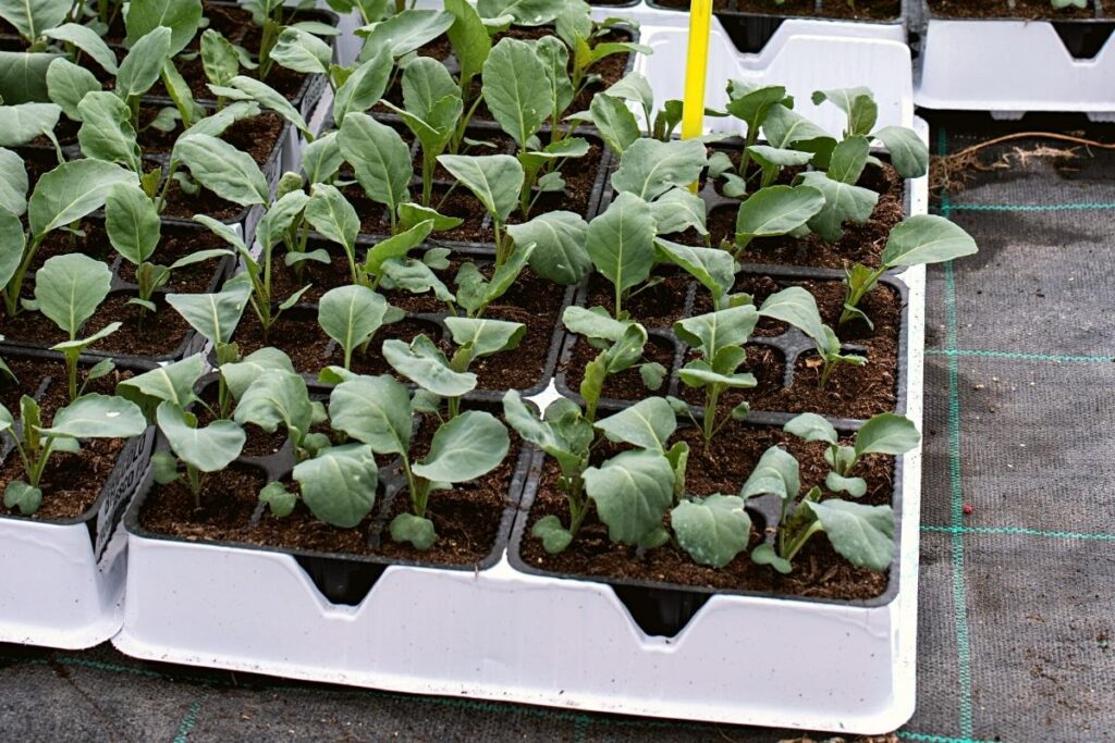 growing broccoli in containers